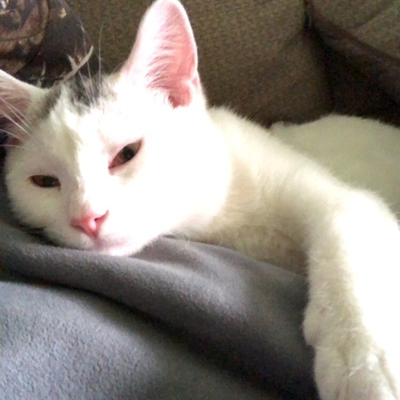 Meet your Posher, Kendra - Picture 3 of 7